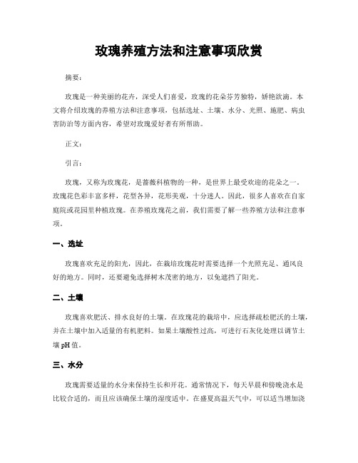 玫瑰养殖方法和注意事项欣赏