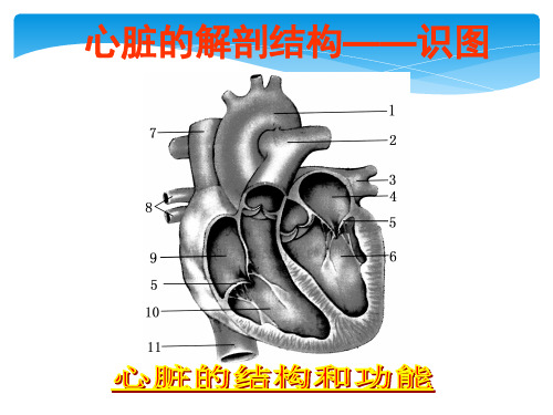 识图---心脏