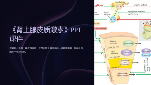 《肾上腺皮质激素》课件