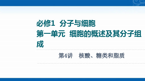 2022版新高考人教版生物(江苏专用)课件-必修1-第1单元-第4讲-核酸、糖类和脂质