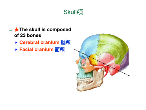解剖_颅骨.l