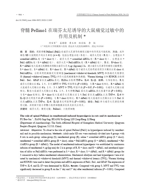 脊髓Pellino1在瑞芬太尼诱导的大鼠痛觉过敏中的作用及机制