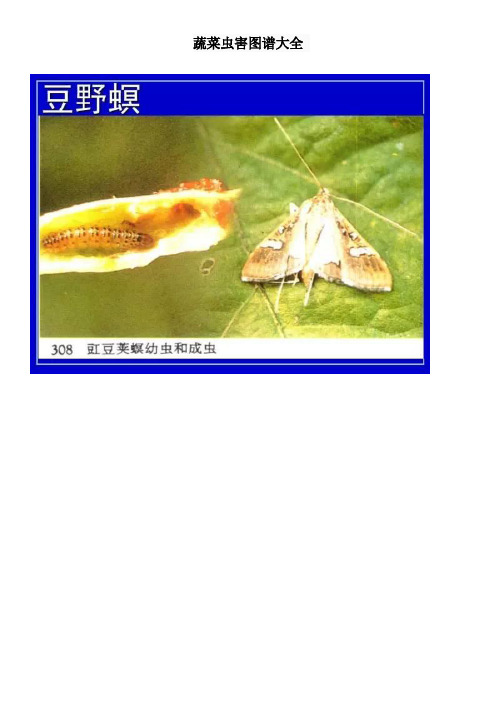 蔬菜虫害图谱大全