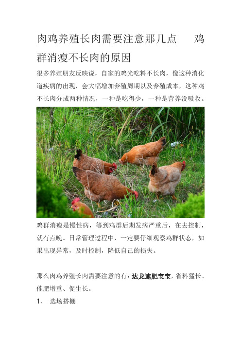 肉鸡养殖长肉需要注意那几点鸡群消瘦不长肉的原因