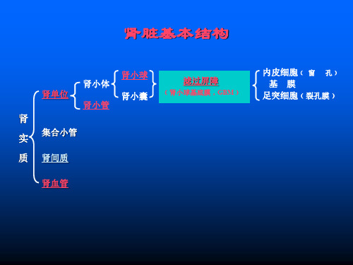 肾脏病总论ppt课件