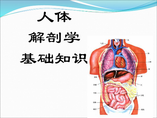 人体解剖学基础ppt课件