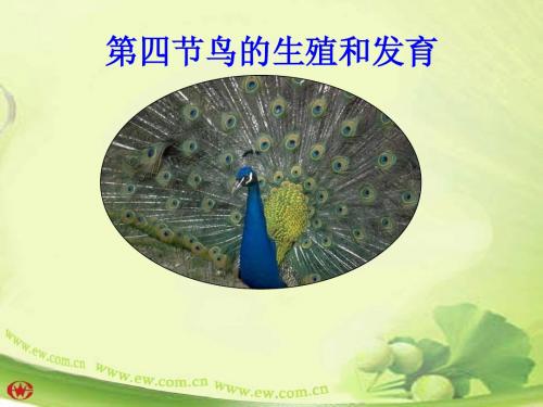 八年级生物第四节_鸟的生殖和发育课件人教版