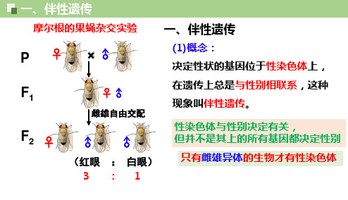 2.3伴性遗传课件年高一下学期生物人教版必修2(1)