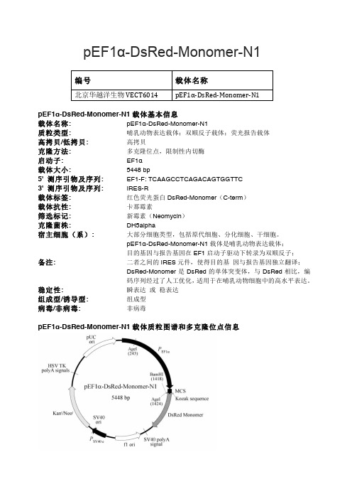 pEF1α-DsRed-Monomer-N1 哺乳动物表达载体说明