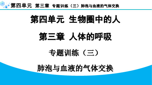 最新七年级生物上册4-3肺泡与血液的气体交换 专题训练 课件