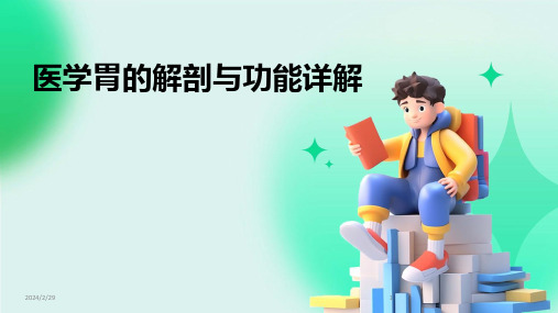 2024年医学胃的解剖与功能详解