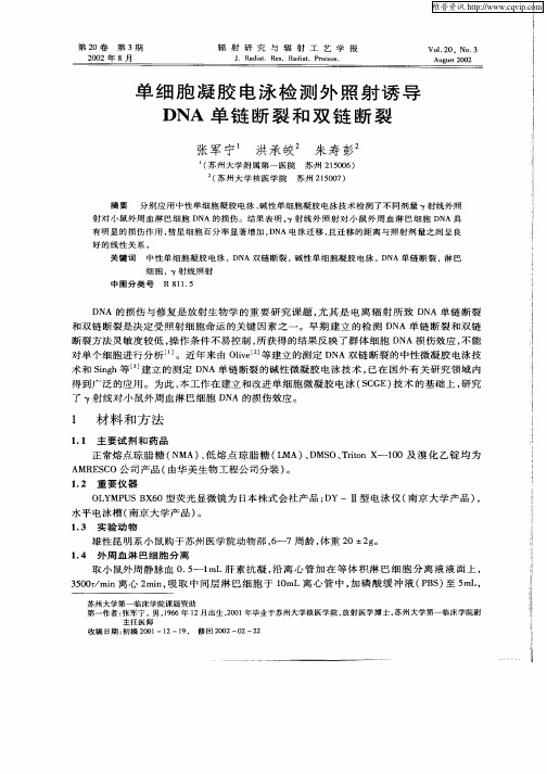 单细胞凝胶电泳检测外照射诱导DNA单链断裂和双链断裂