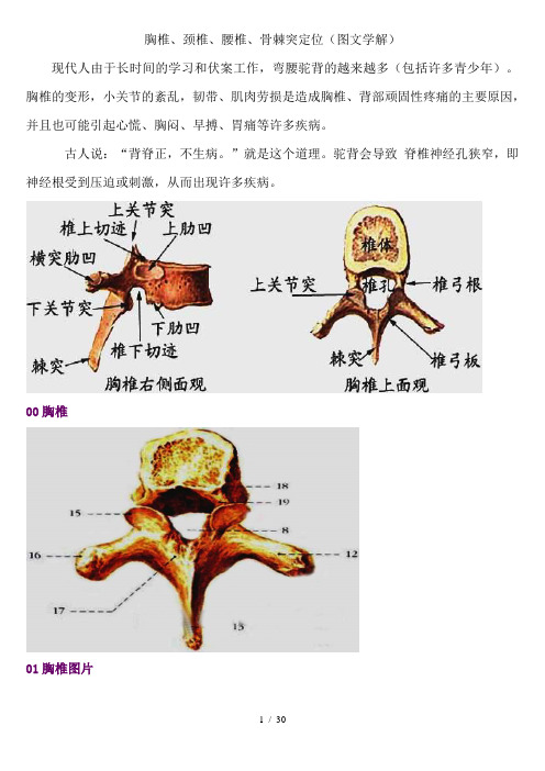 胸椎、颈椎、腰椎、骨棘突定位(图文学解)