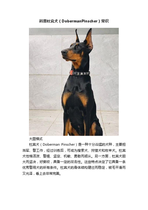 科普杜宾犬（DobermanPinscher）常识