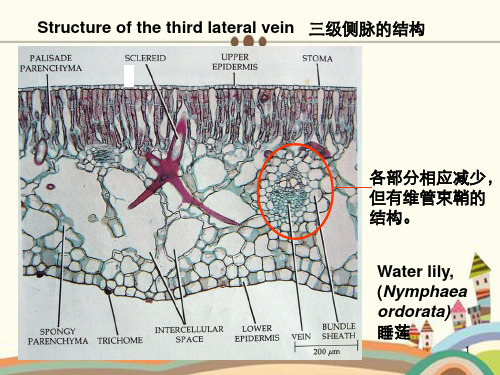 浙江大学植物学甲课件第次课第到