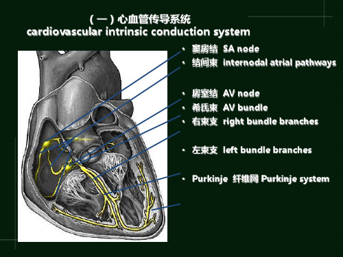 详细的心电图讲解ECG