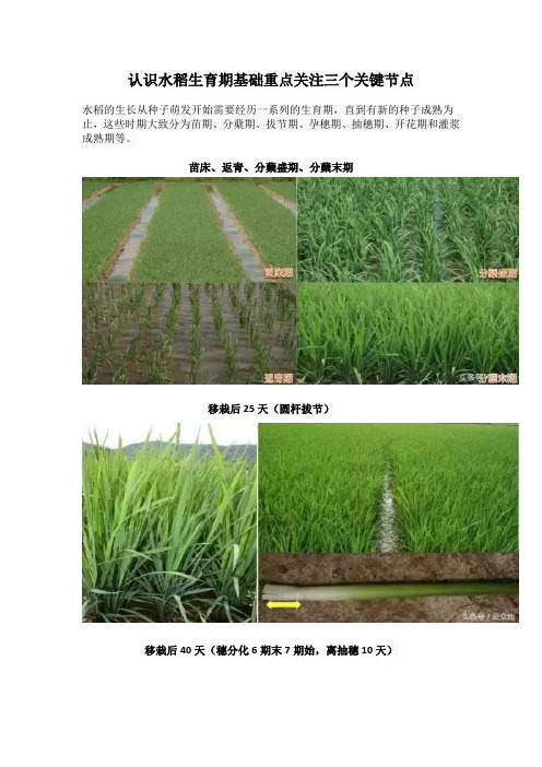 认识水稻生育期基础重点关注三个关键节点