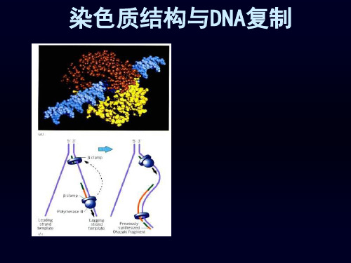 1 染色质结构与 DNA复制