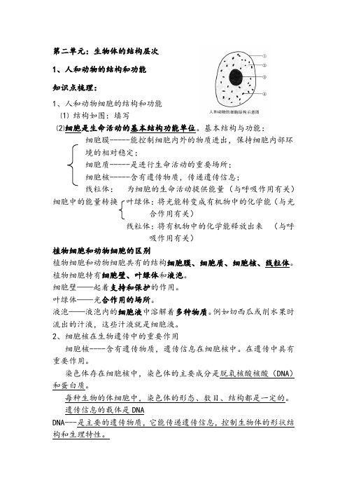 中考生物复习  生物体的结构层次