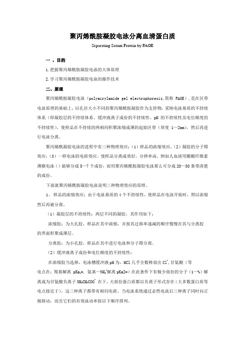 聚丙烯酰胺凝胶电泳分离血清蛋白质