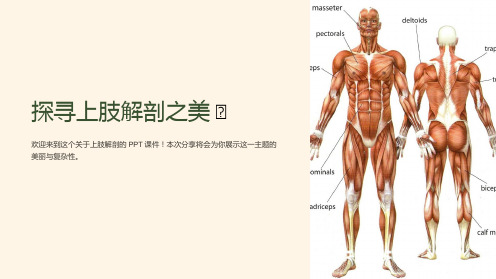 《上肢解剖》课件 (2)