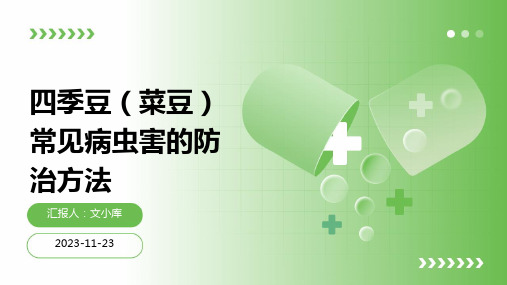 四季豆(菜豆)常见病虫害的防治方法