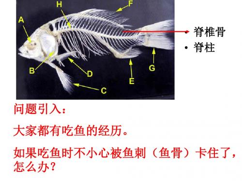 生物八年级上册第五单元第一章各种环境中动物(第四节鱼)人教课标版李建