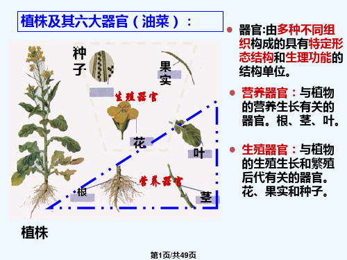 根的形态与结构PPT课件