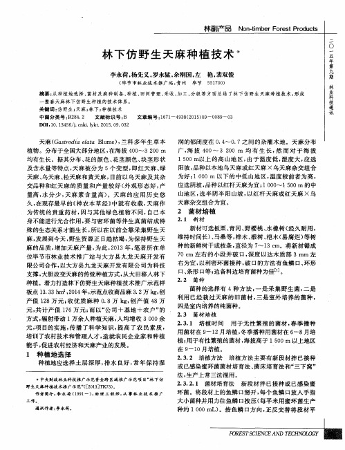 林下仿野生天麻种植技术