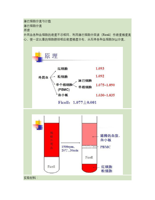 淋巴细胞分离.