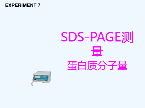 SDSPAGE测量蛋白质分子量解析