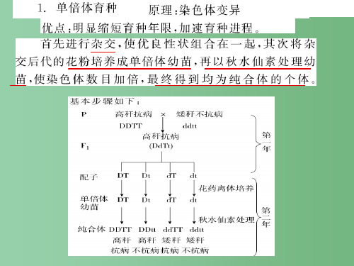 (新课标)高中生物 6.1杂交育种与诱变育种课件28