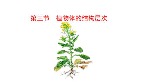 1.3.3 植物体的结构层次  课件 (共18张PPT)生物人教版七年级上册