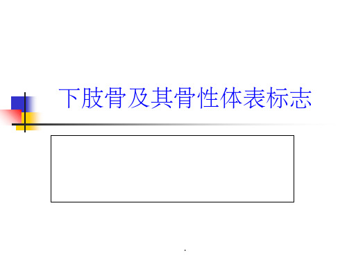 项目4下肢骨及其骨性体表标志