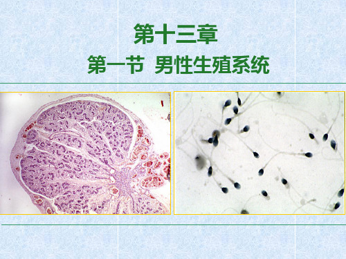 组织学与胚胎学课件-男性生殖系统(1)