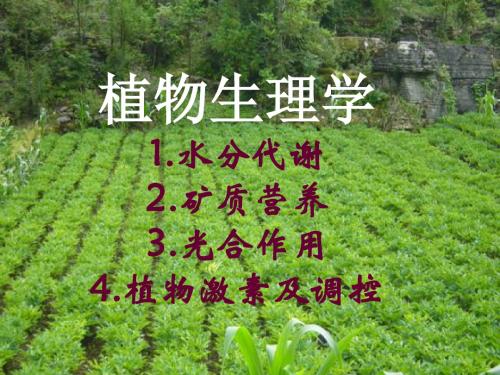 大学植物生理学经典课件