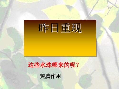 浙教版科学植物的叶与蒸腾作用优质公开课_5