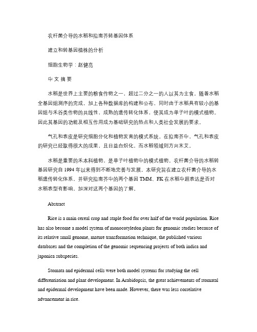 农杆菌介导的水稻和拟南芥转基因体系建立和转基因植株的分析_图重点