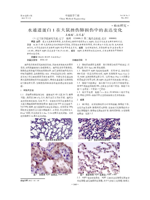 水通道蛋白1在大鼠挫伤肺损伤中的表达变化