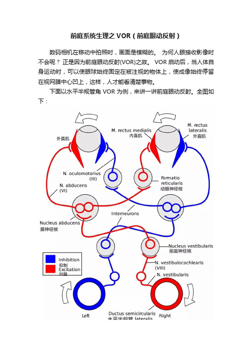 前庭系统生理之VOR（前庭眼动反射）