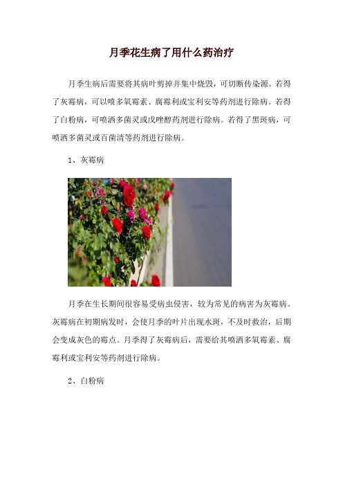 月季花生病了用什么药治疗