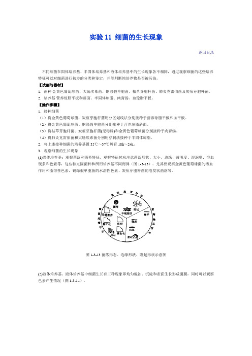 实验11 细菌的生长现象