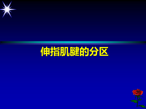 伸指肌腱的分区PPT医学课件