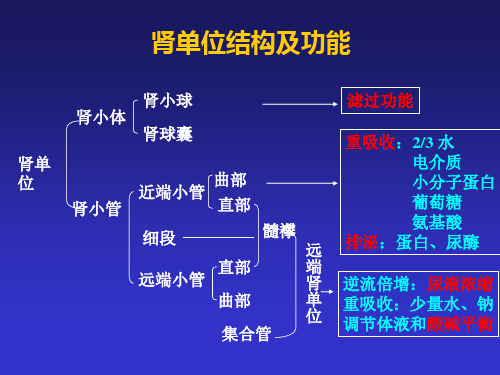 《兽医临床生化检验》课件：肾功能临床生化分析