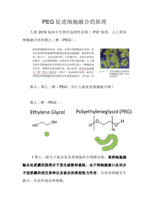 PEG促进细胞融合的原理