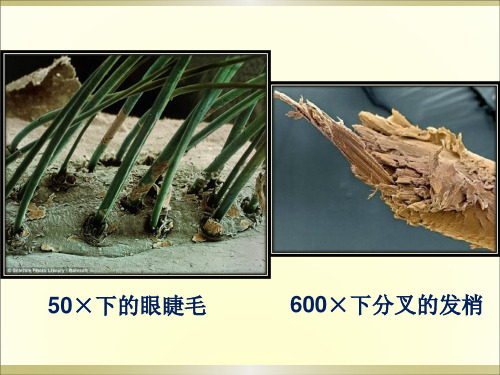 1.2显微镜的使用课件-高一上学期生物人教版必修1