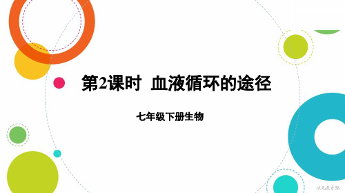 七年级生物下册教学课件《血液循环的途径》