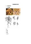 作物栽培学(大豆栽培的生物学基础)