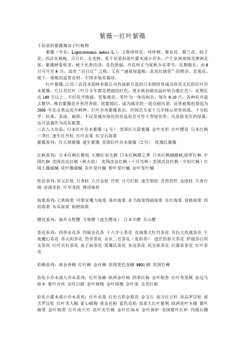 紫薇—红叶紫薇