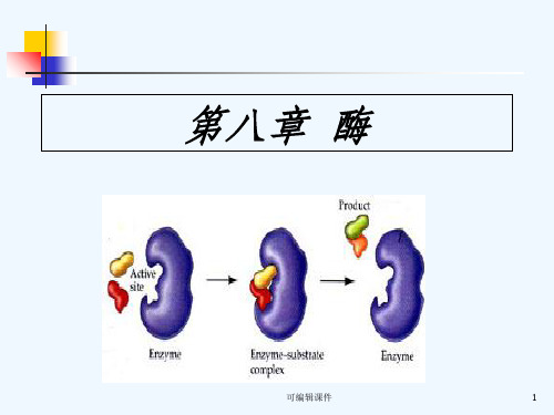 食品化学八酶PPT课件